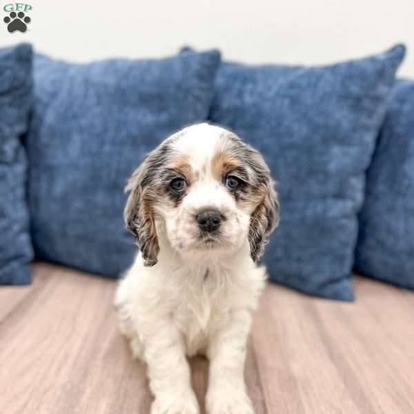 Carly, Cocker Spaniel Puppy