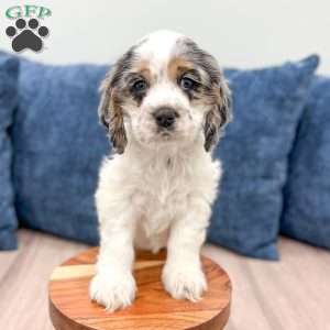 Carly, Cocker Spaniel Puppy