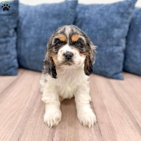 Letty, Cocker Spaniel Puppy