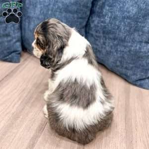 Letty, Cocker Spaniel Puppy