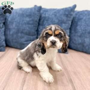 Letty, Cocker Spaniel Puppy