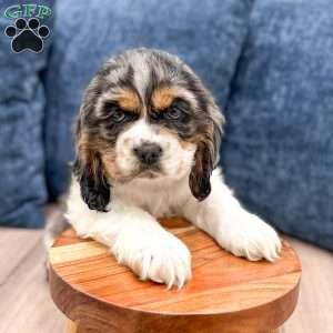 Letty, Cocker Spaniel Puppy