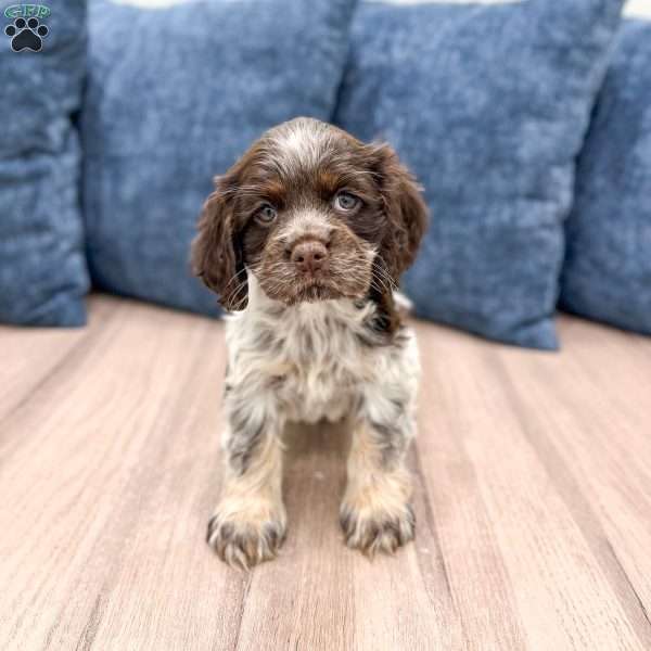 Vicky, Cocker Spaniel Puppy