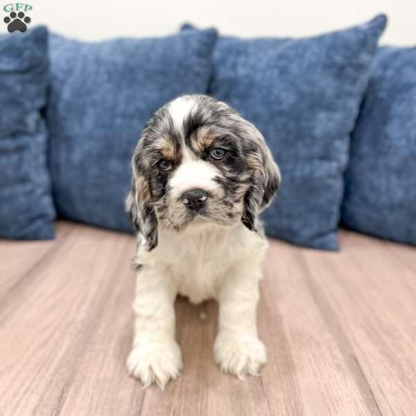 Tanner, Cocker Spaniel Puppy