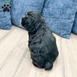 Baxter, Cocker Spaniel Puppy