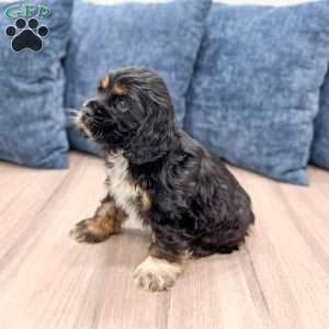 Baxter, Cocker Spaniel Puppy