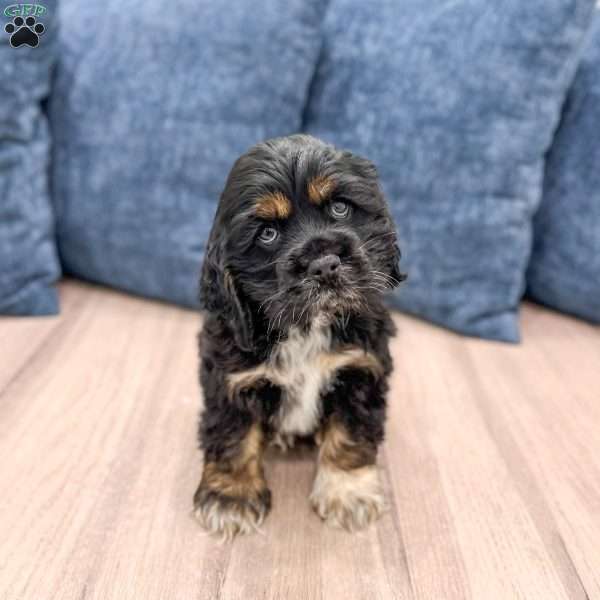 Baxter, Cocker Spaniel Puppy