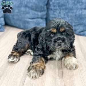 Baxter, Cocker Spaniel Puppy