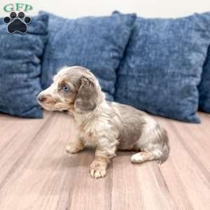 Tammy, Dachshund Puppy