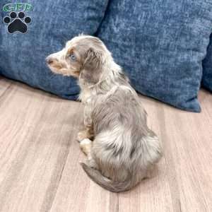 Tammy, Dachshund Puppy