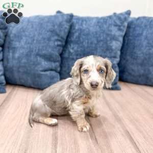 Tammy, Dachshund Puppy