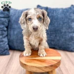 Tammy, Dachshund Puppy