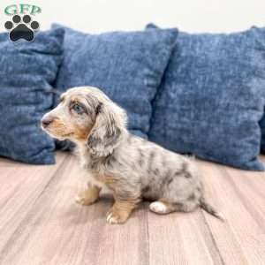 Mindi, Dachshund Puppy