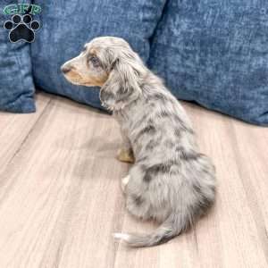 Mindi, Dachshund Puppy