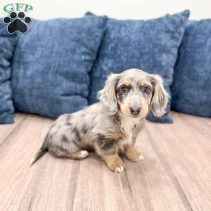 Mindi, Dachshund Puppy