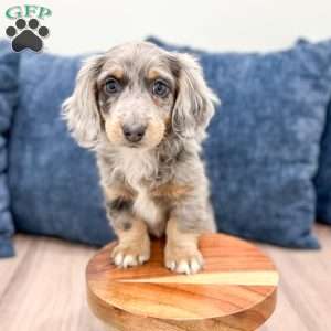 Mindi, Dachshund Puppy