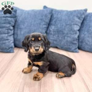Kris, Dachshund Puppy