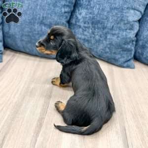 Kris, Dachshund Puppy