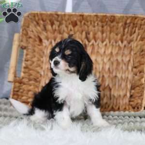 Mila, Cavachon Puppy