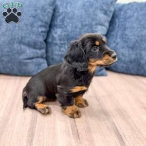 Kris, Dachshund Puppy