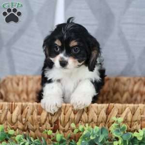 Mila, Cavachon Puppy