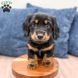 Kris, Dachshund Puppy