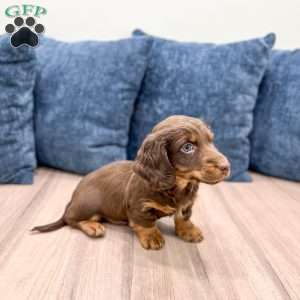Tanner, Dachshund Puppy