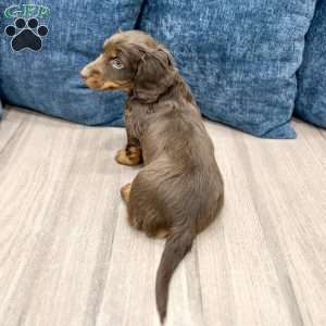Tanner, Dachshund Puppy