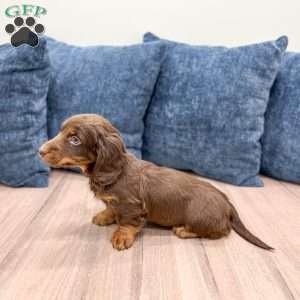 Tanner, Dachshund Puppy