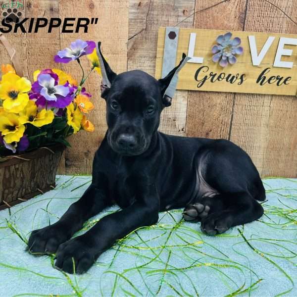 SKIPPER, Doberman Pinscher Puppy