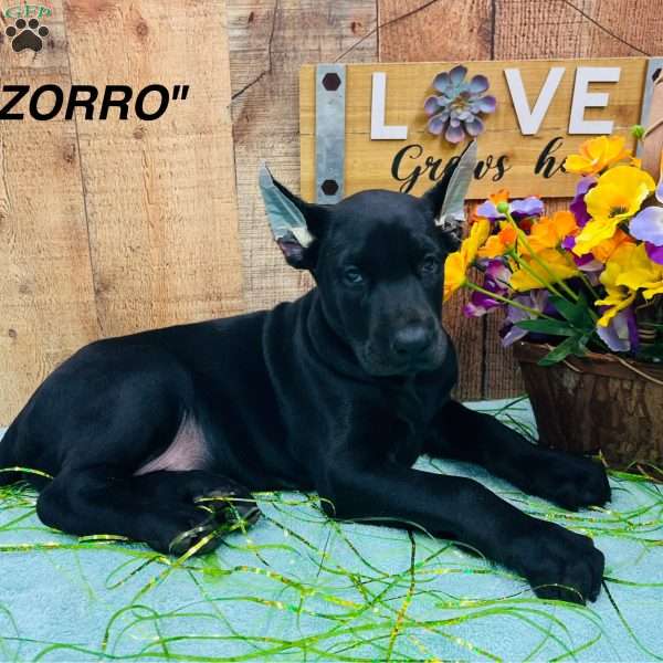 ZORRO, Doberman Pinscher Puppy