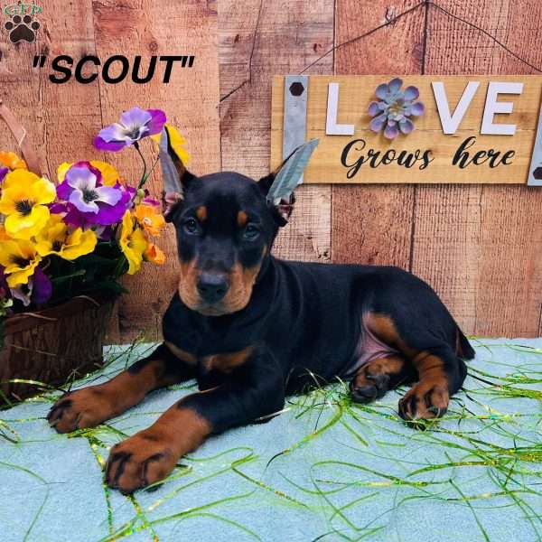 SCOUT, Doberman Pinscher Puppy