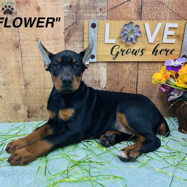 FLOWER, Doberman Pinscher Puppy