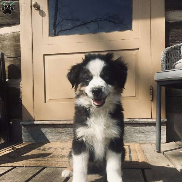 Peanut, Miniature Australian Shepherd Puppy