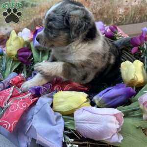 Chet, Australian Shepherd Mix Puppy