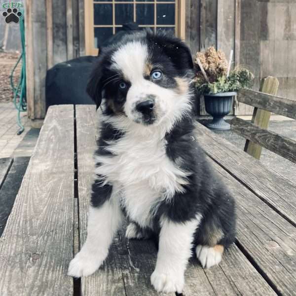 Peanut, Miniature Australian Shepherd Puppy