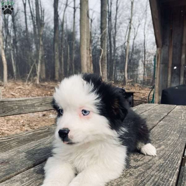 Button, Miniature Australian Shepherd Puppy