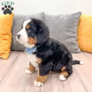 River, Bernese Mountain Dog Puppy