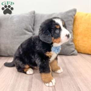 River, Bernese Mountain Dog Puppy