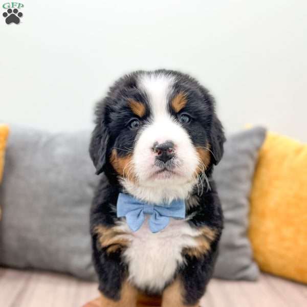 River, Bernese Mountain Dog Puppy