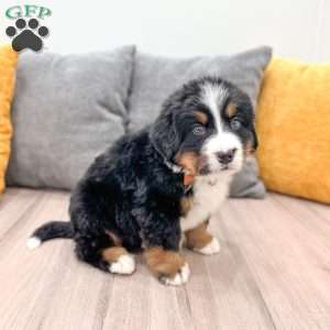 Bear, Bernese Mountain Dog Puppy