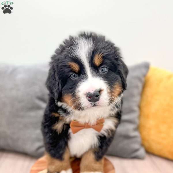 Bear, Bernese Mountain Dog Puppy