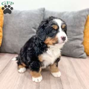 Gracie, Bernese Mountain Dog Puppy