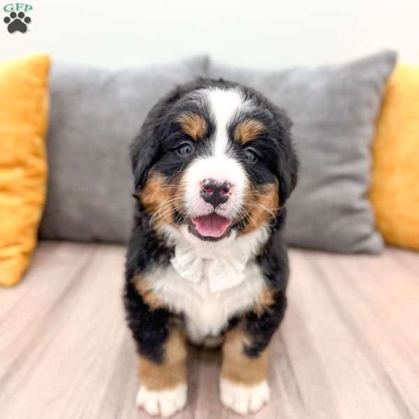 Gracie, Bernese Mountain Dog Puppy