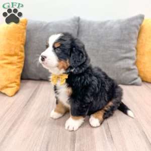 Cedar, Bernese Mountain Dog Puppy