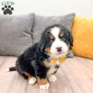 Cedar, Bernese Mountain Dog Puppy