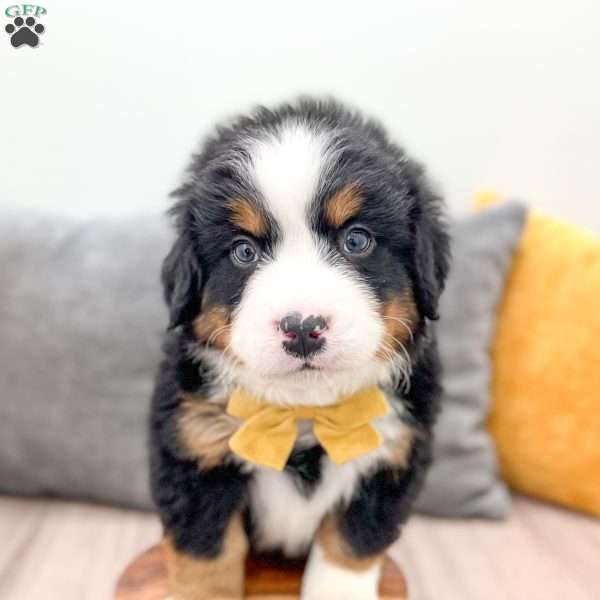 Cedar, Bernese Mountain Dog Puppy