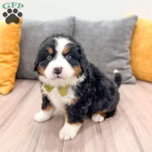 Cash, Bernese Mountain Dog Puppy