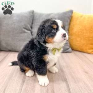 Cash, Bernese Mountain Dog Puppy