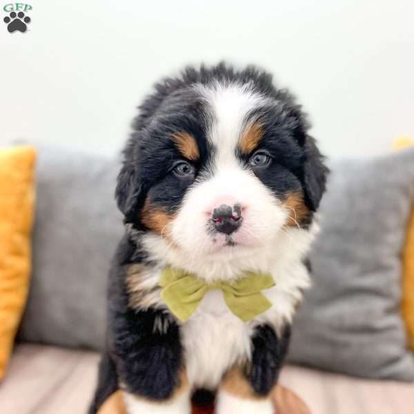 Cash, Bernese Mountain Dog Puppy